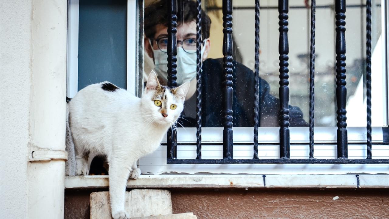  Balkonunu kedi evine dönüştürdü