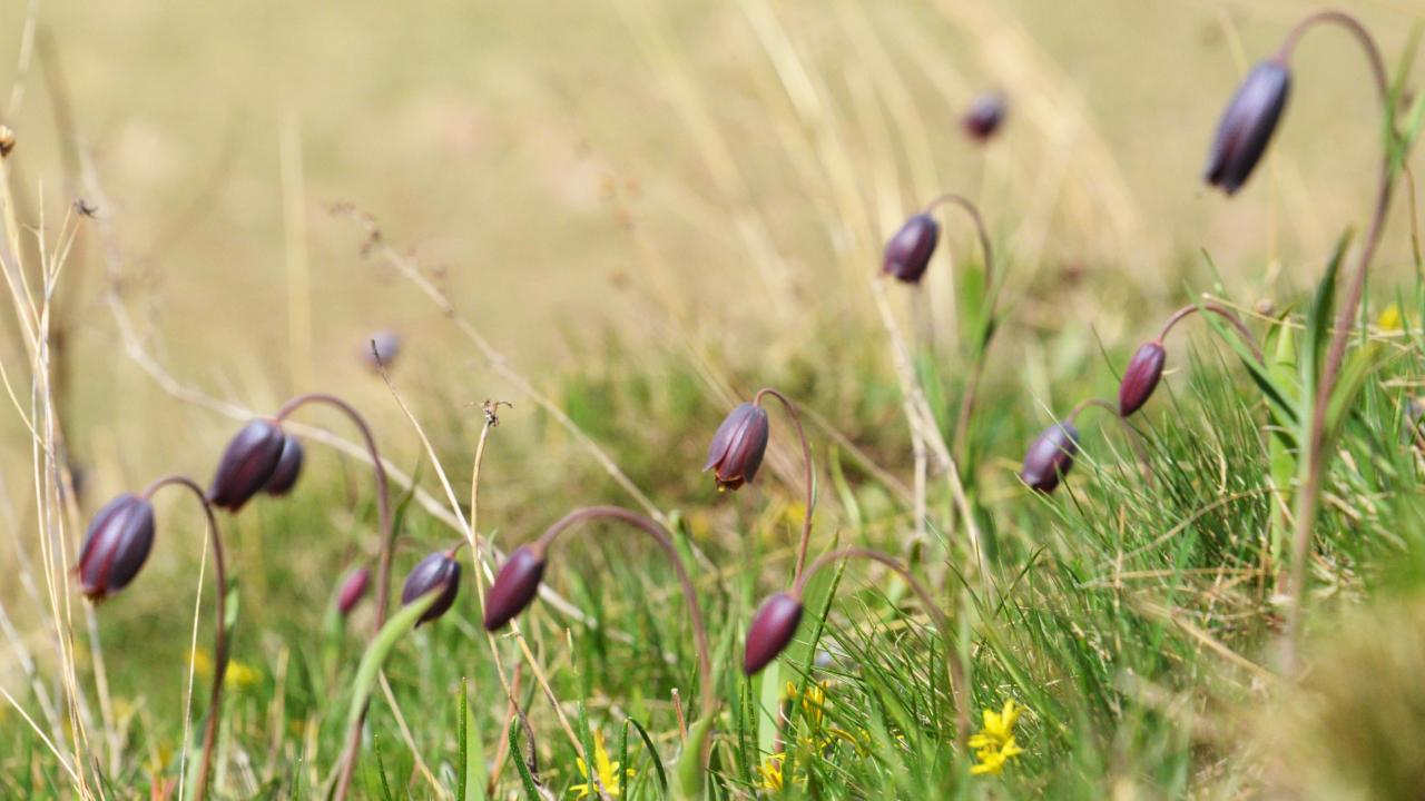 "Bu lale türlerinin çoğu koruma altında"