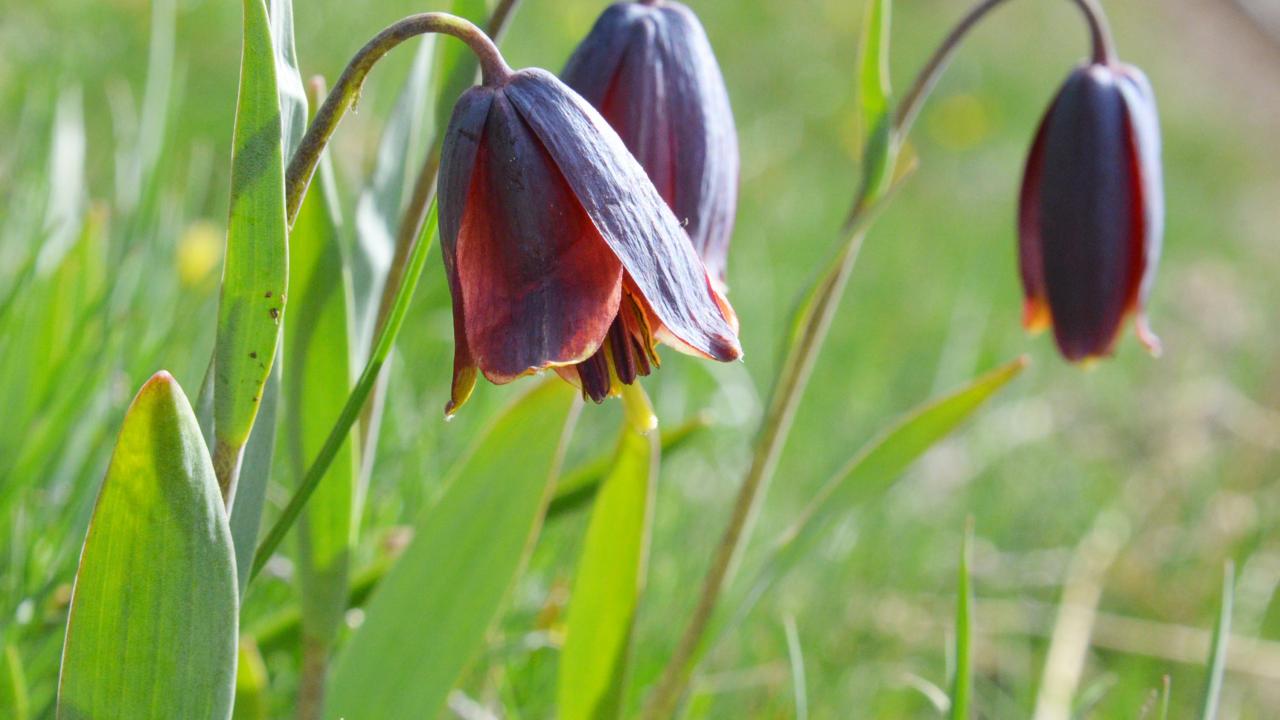 "Ters laleler şifa olabilir"