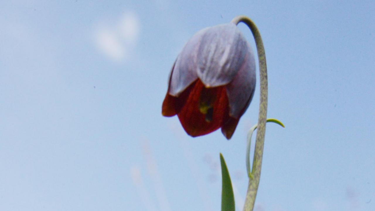 "Millet bahçelerinde ters laleler sergilenmeli"