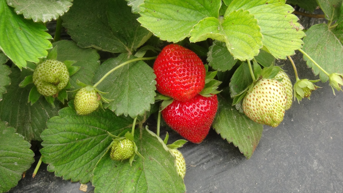 Silifke çiftçisinin yüzü güldü