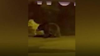 Aç kalan ayılar Uzungöl'e indi