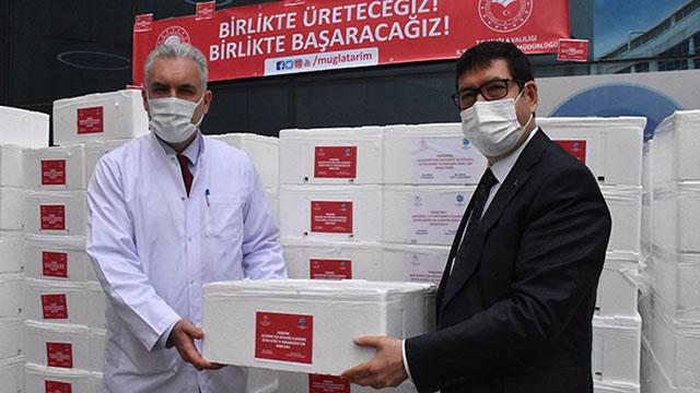 Muğlada sağlık çalışanlarına 20 ton balık dağıtıldı