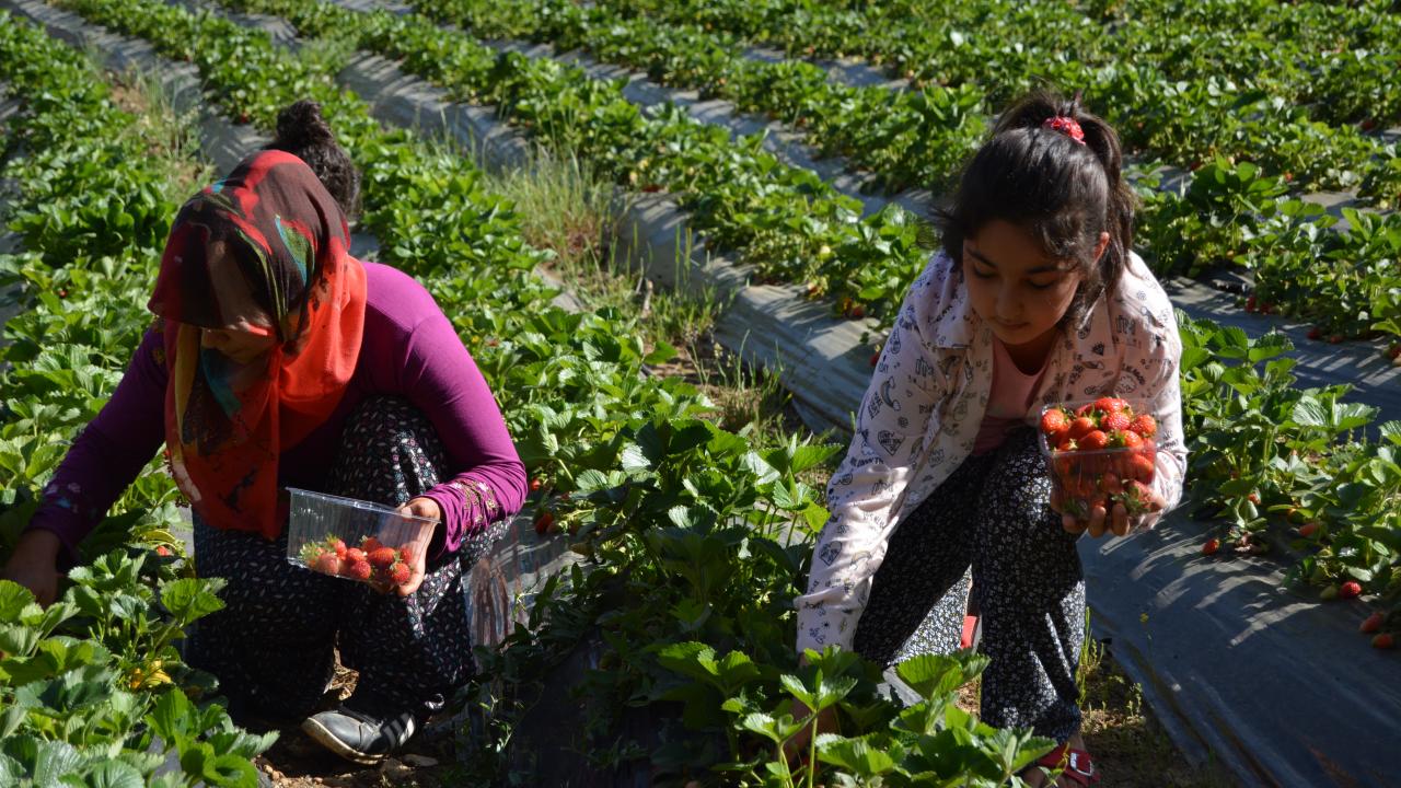 Gaziantep'te Amanosların eteğinde yetiştirilen çileğin hasadı başladı