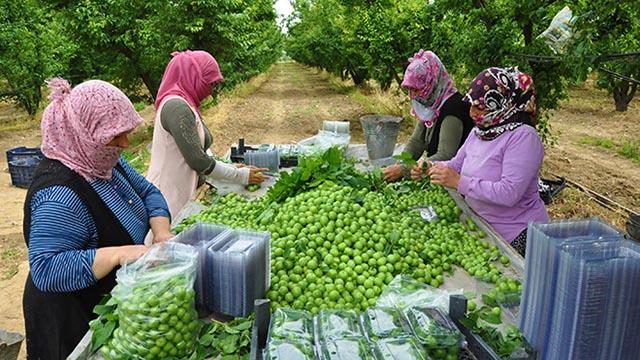 Manisanın "dumanlı papaz" eriğinde hasat başladı