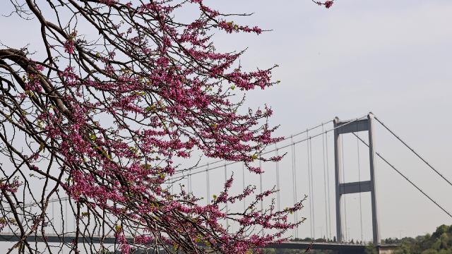 İstanbulda erguvan zamanı başladı