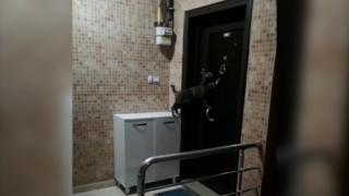 Sevimli kedi eve girmek için kapıyı çaldı