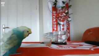 Fanatik muhabbet kuşu 'Bulut' tezahüratlarıyla ilgi çekiyor