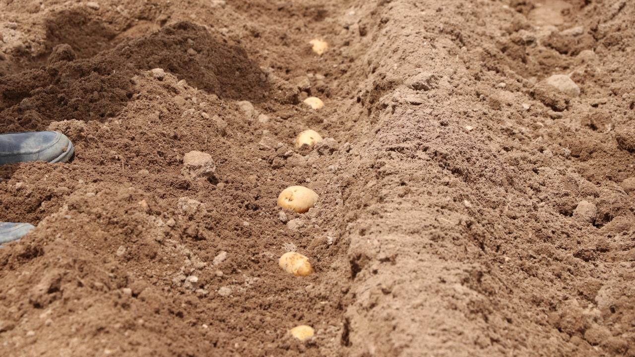 Niğde'de patates ekimine başlandı