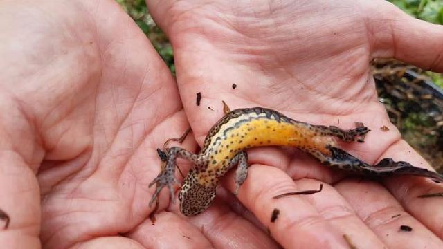 Tortul Göletinde görülen kuzey şeritli semender izlenecek