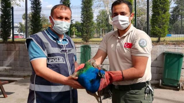 Osmaniyede tavus kuşu çalan 2 kişiye gözaltı