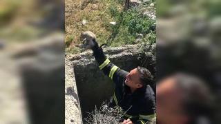 Rögara düşen tilki yavrularını itfaiye kurtardı