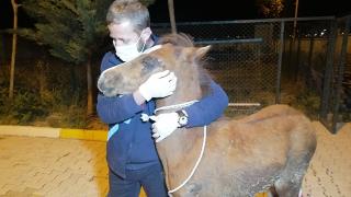 Yaralı tayı önce tedavi ettirdi, sonra sarıldı