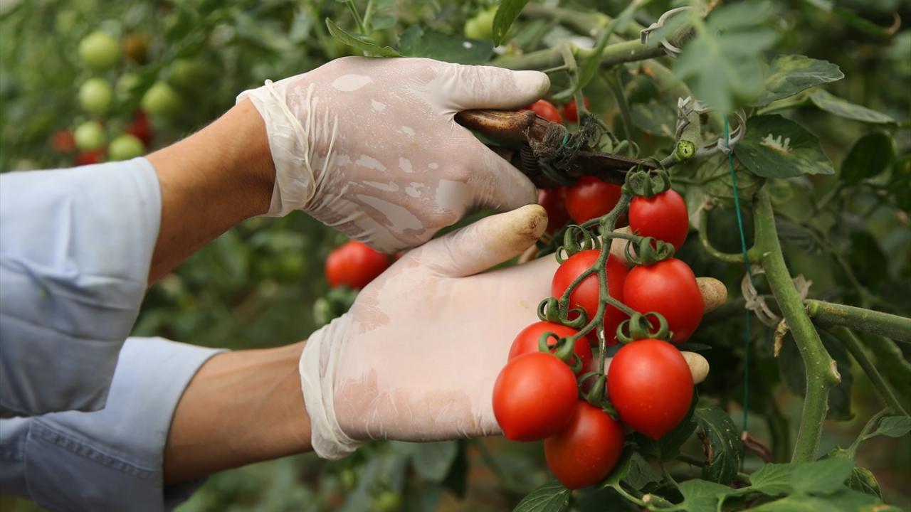"Alışveriş yaparken acele etmesinler"