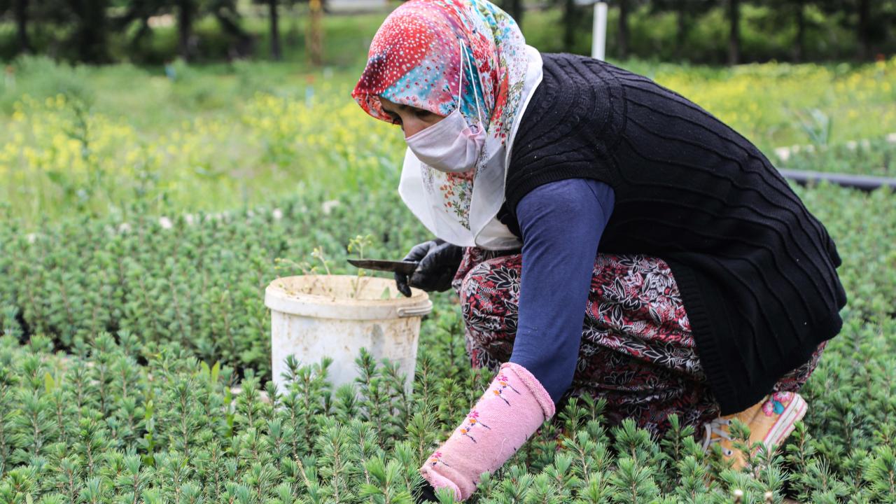 Fidanları evlatları gibi yetiştiriyorlar
