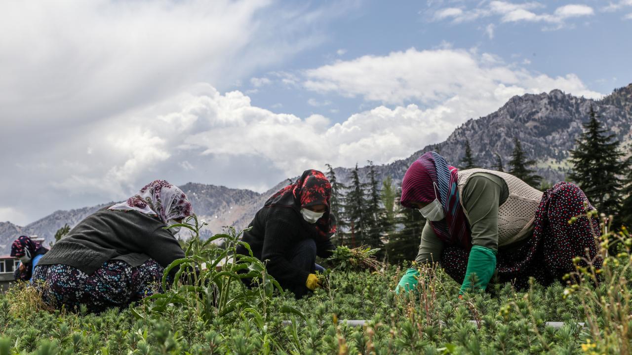 Yetiştirilen fidanların ihtiyaca göre belirlenen bölgelere gönderildiğini aktaran Aslan,