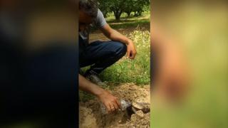 Kaplumbağa ile suyunu paylaşan çiftçi takdir topladı