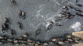 Mandaların yolculuğu başladı: Belgesel görüntülerini andırıyor