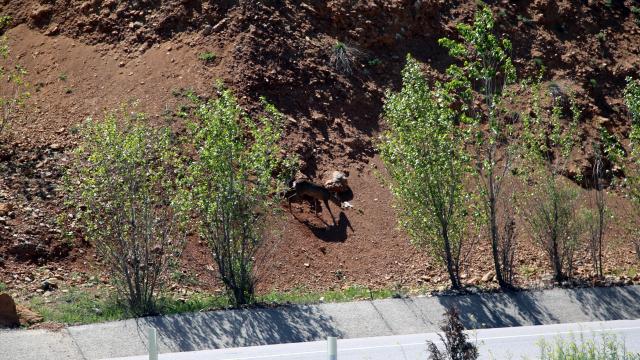 Çankırıda il merkezi yakınlarında yiyecek arayan karaca görüntülendi