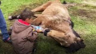 Merada ayağı kırılan atı çocuklar ot yolarak besledi