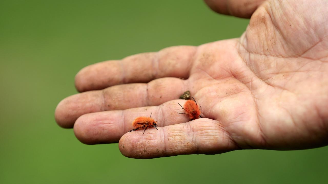 Türkiye`de çok nadir görülen tür