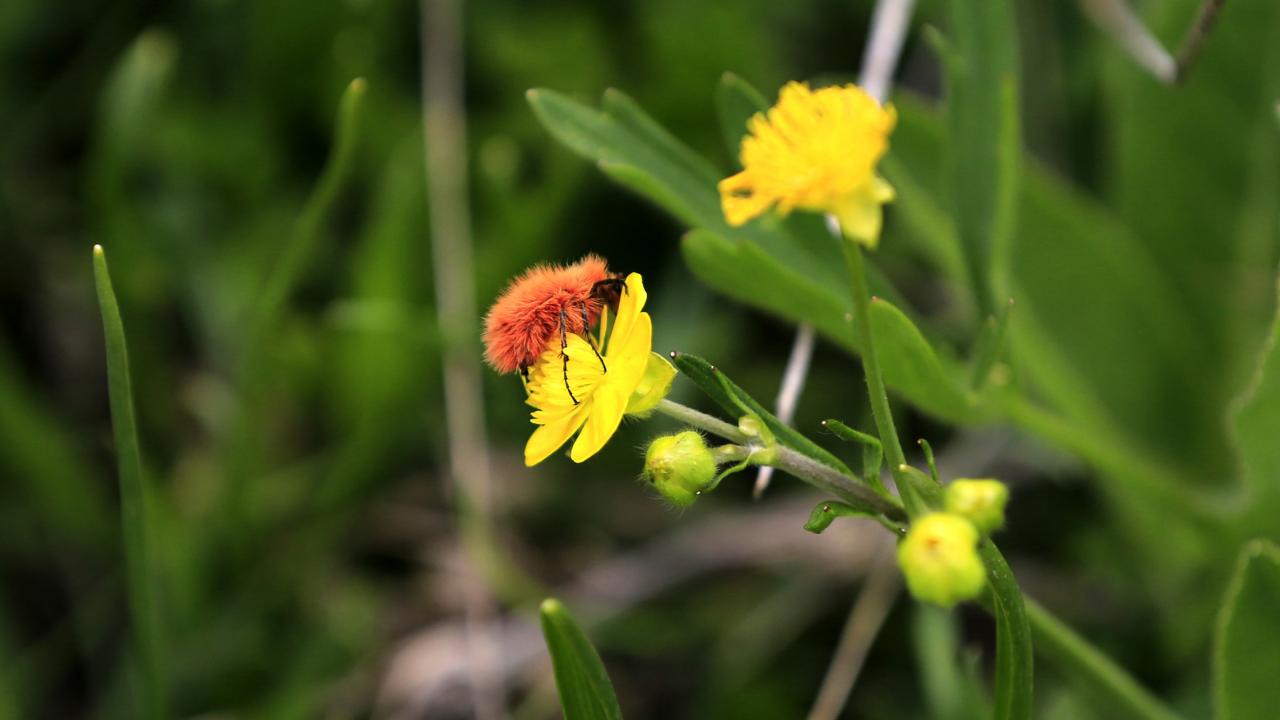 "O kadar güzel ki insan bakmaya kıyamıyor"