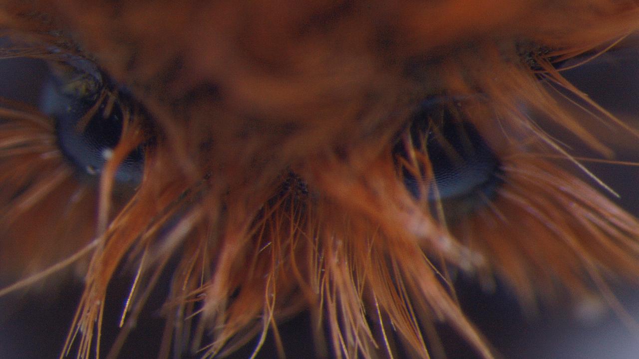 "Erkeği daha koyu, dişi daha açık renkli"