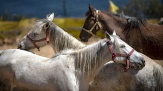 Adalar'daki kayıp atların akıbeti belirsiz