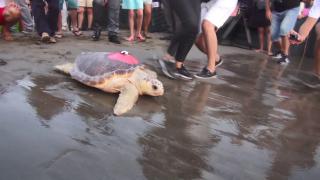 Muğla'da tedavi edilen caretta Tuba'nın Akdeniz'deki rotası kayıt altında