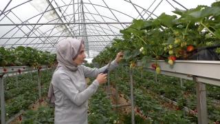 Emlakçılığı bırakıp çilek üretmeye başladılar