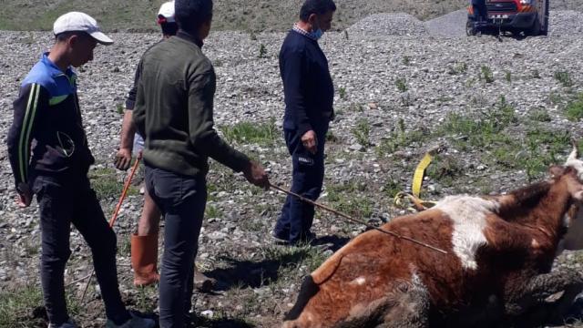 Çamura saplanan inekleri itfaiye kurtardı