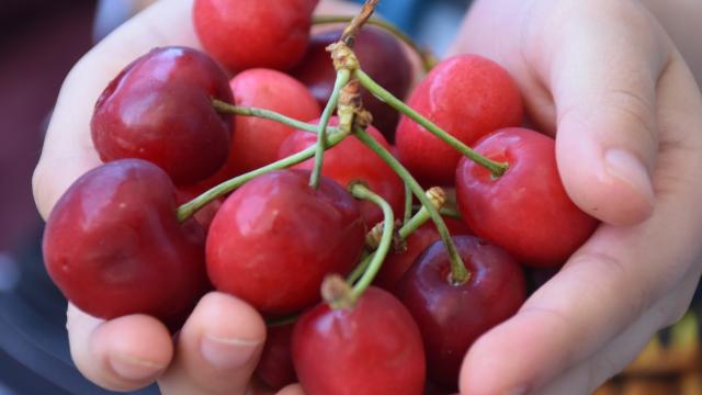 Sultandağı kirazında bu sezon 35 bin ton rekolte bekleniyor