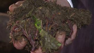 Kırmızı Kaliforniya solucanları atıkları gübreye dönüştürüyor