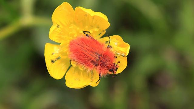 2 bin 340 rakımlı zirvede böcek türü keşfedildi