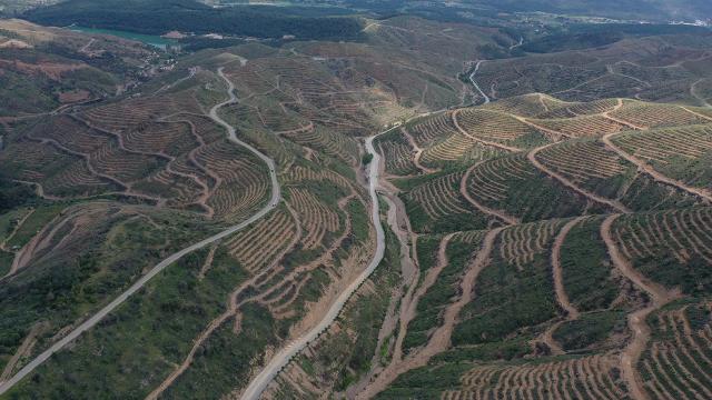 İzmirde 2 yıl önce yanan ormanlık alana 6,5 milyon fidan dikildi