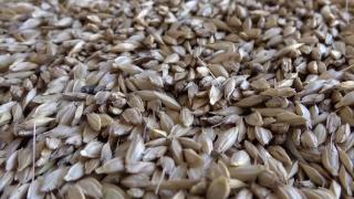 Buğdayın atası Siyez’e iki yeni tescil