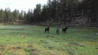 Özgürlüğün tadını çıkaran yılkı atları Toroslar’da görüntülendi