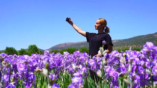 Isparta'da yağı kıymetli zambak bahçeleri mor renge büründü