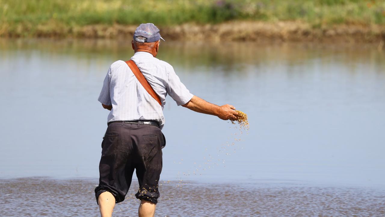500 bin dönümlük alanda ekim yapıldı