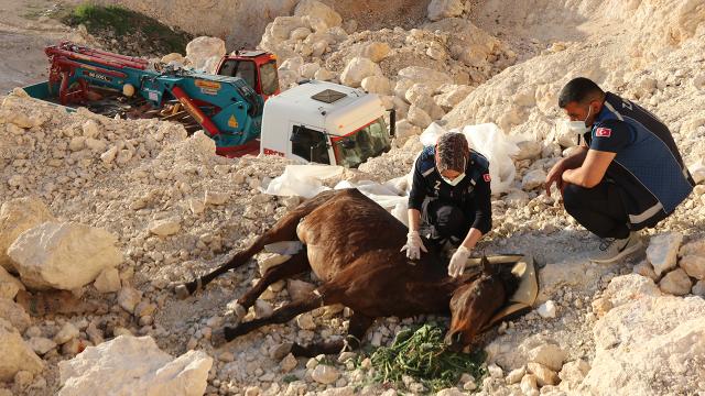 Vanda uçurumdan düşen atı belediye ekipleri kurtardı