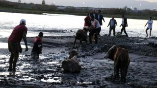 Nehir kenarında çamura saplanan 17 büyükbaş hayvan kurtarıldı