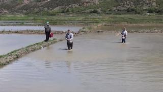 Tarlalarda çeltik ekimi başladı