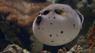 Denizdeki tehdit: İstilacı türler