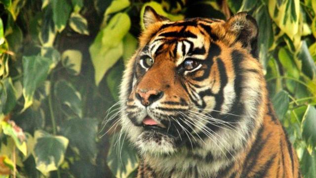 Safari parkı çalışanı kaplan saldırısında öldü