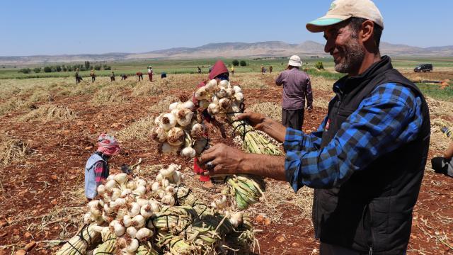 Gaziantepte tarım işçileri bayramda tarlanın yolunu tuttu