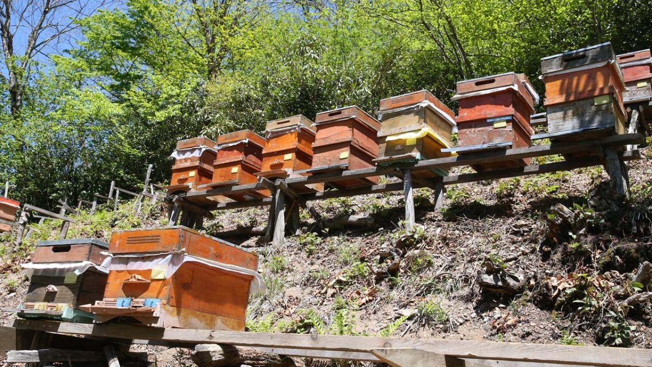 Kovanlar zirai ilaçlamadan korunacak