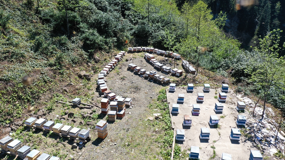 25 bal ormanı kuruldu