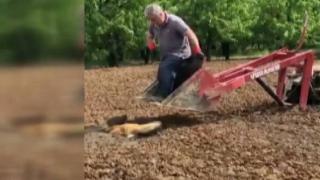 Bataklıkta mahsur kalan köpeği çiftçiler kurtardı