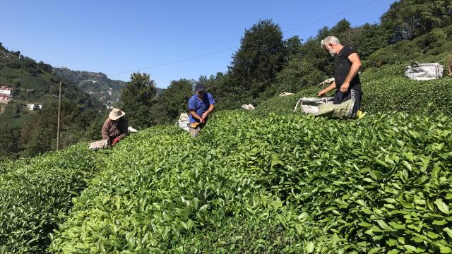 ÇAYKUR yaş çay ödemelerine başladı