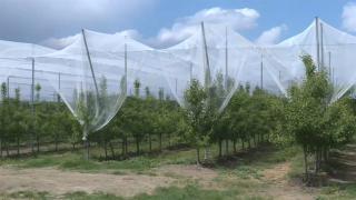 Doluya karşı bahçelerini ağla koruyorlar